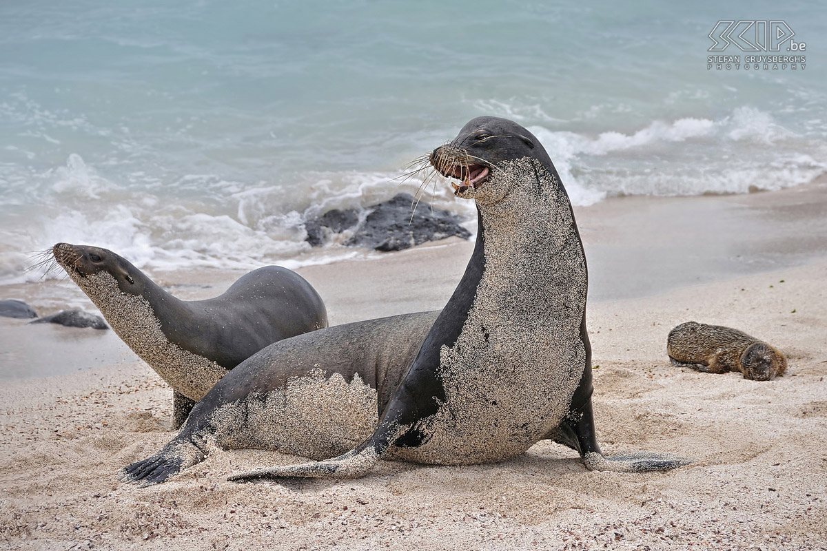 Galapagos - San Cristobal - Playa Carola - Sea lions An active male sea lion who wants to protect his harem of females and a young cub on a beach on the island of San Cristobal. Stefan Cruysberghs